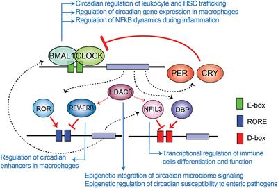 Frontiers | Circadian Regulation Of Immunity Through Epigenetic Mechanisms